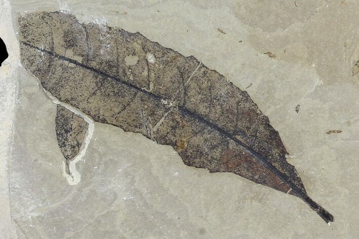 Two Fossil Willow (Salix) Leaves - Green River Formation, Utah #118019